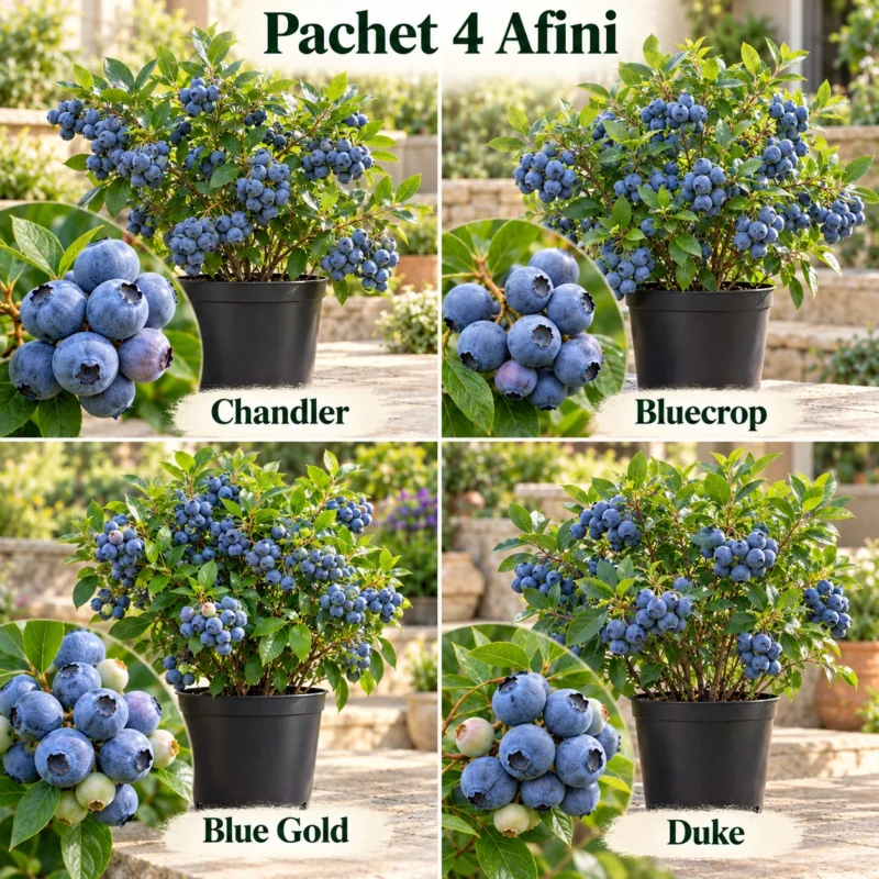 Pachet Deliciul Albastru - 4 Afini pe rod, Anul 3