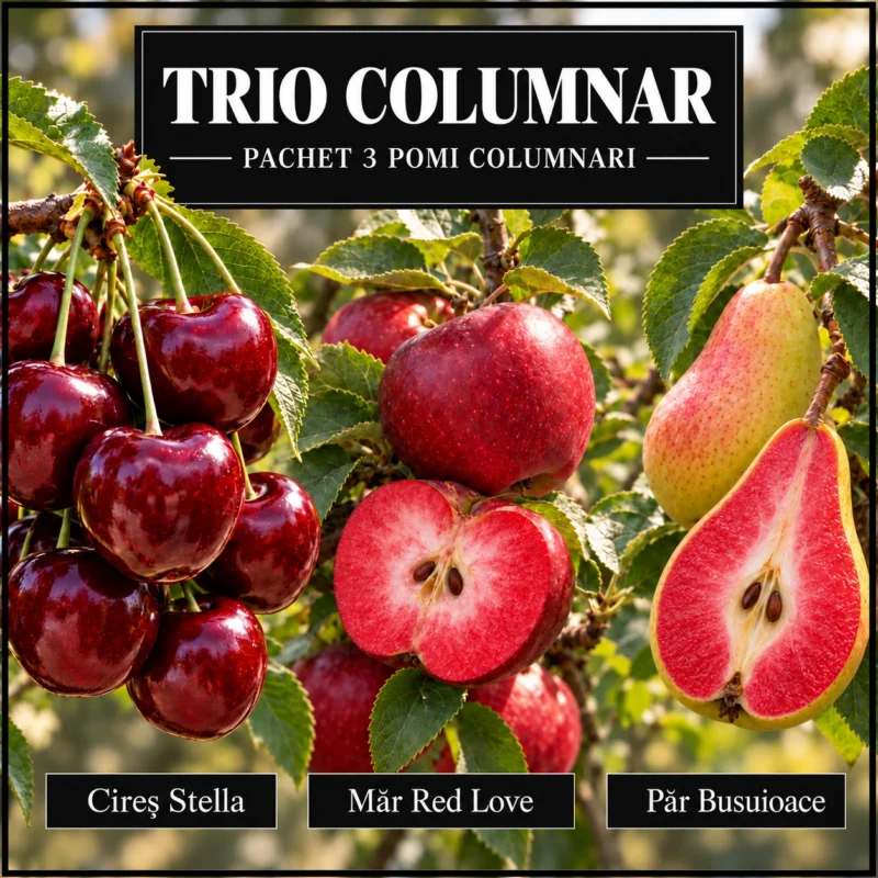 Trio Columnar – Pachet 3 pomi columnari