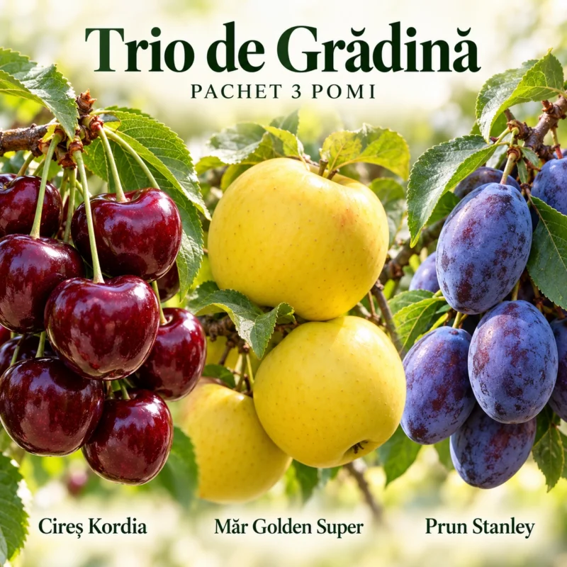 Pachet Trio de Grădină - 3 pomi fructiferi pe rod, Anul 4